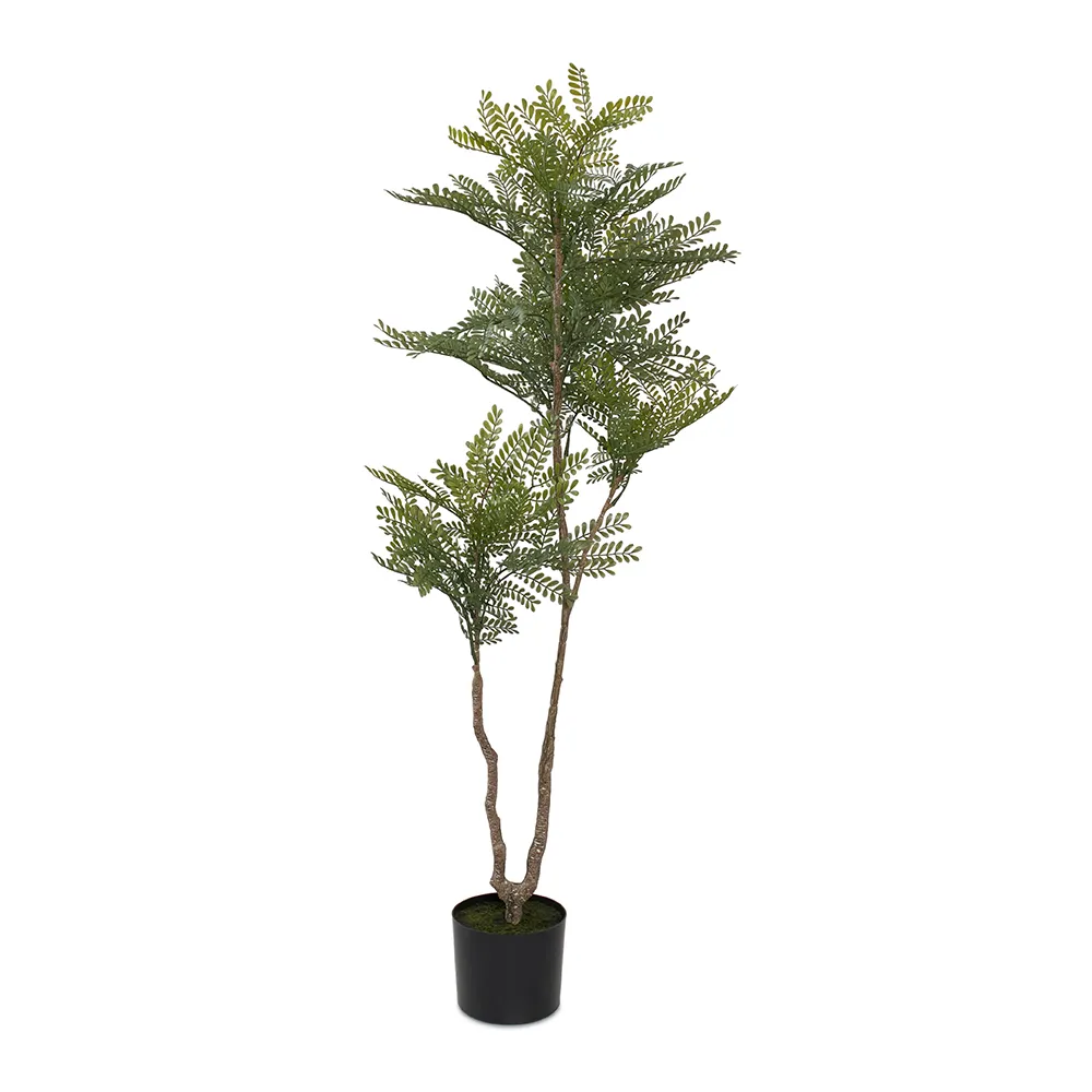 درختچه Ardoria Fern