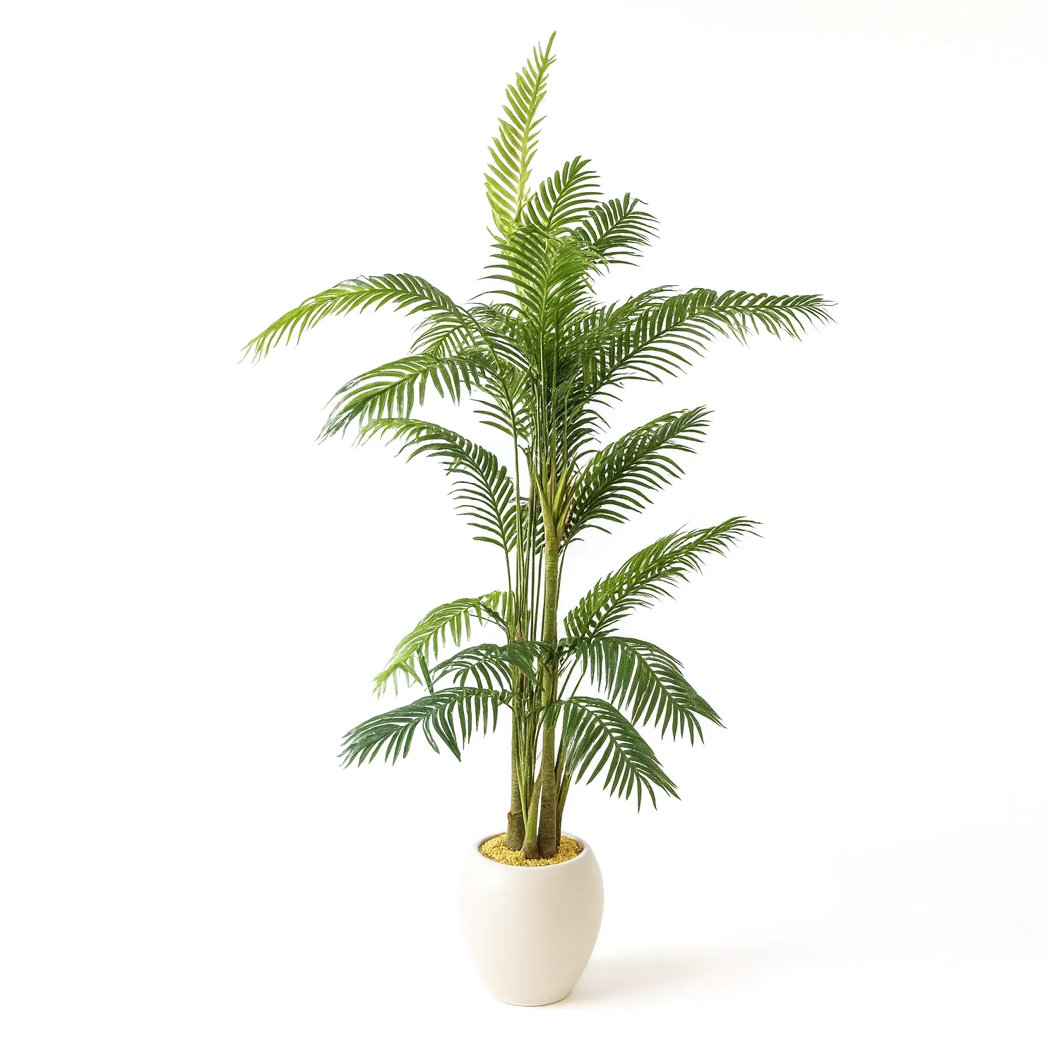 نخل دکوراتیو Aria