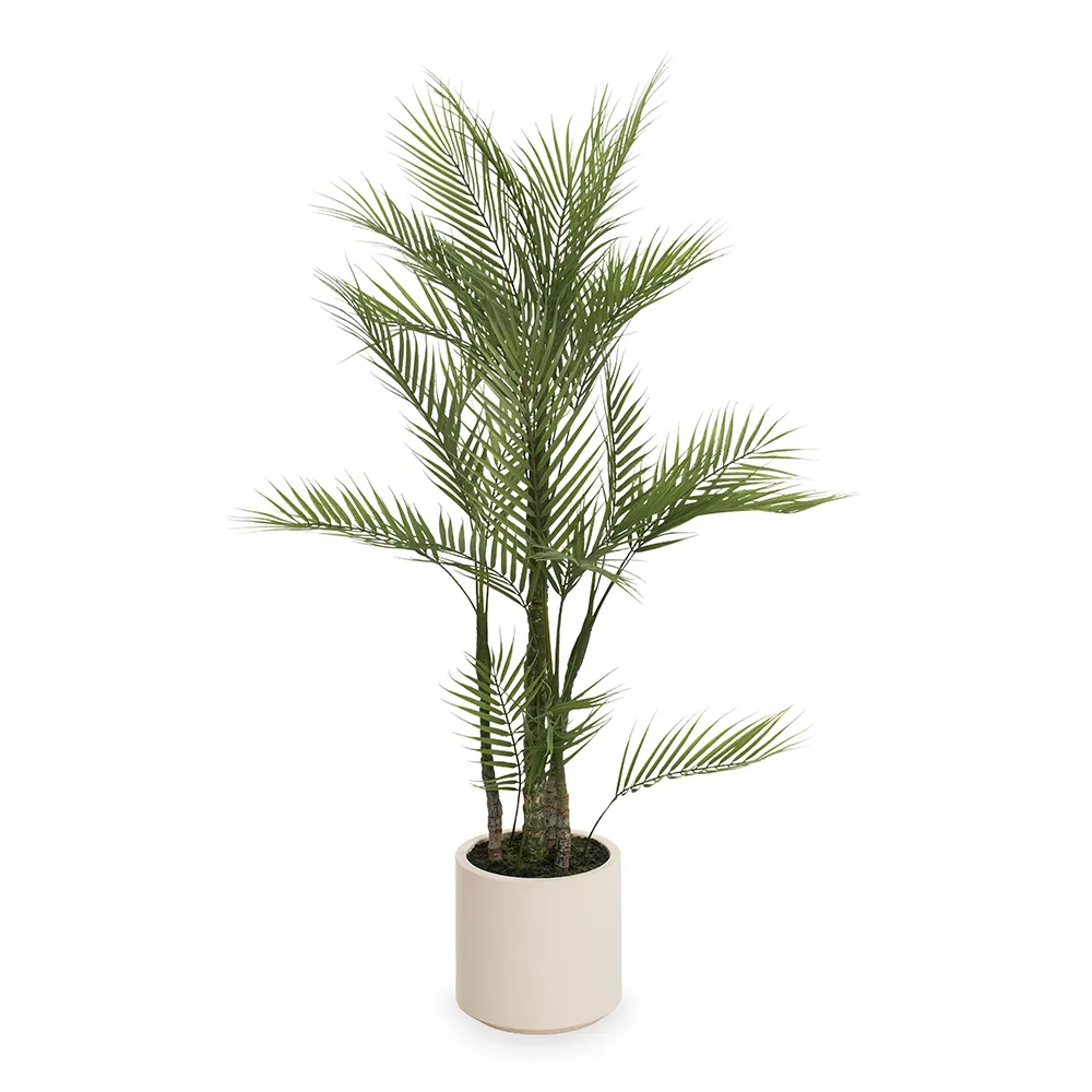 نخل تزیینی مدل Arlin