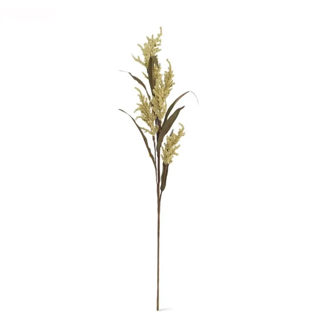 گل مخملی Azara