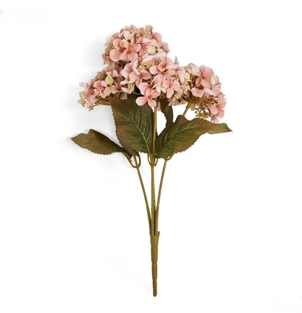 شاخه هیدرانژیا Blushoria