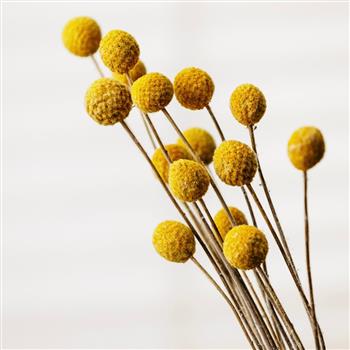 craspedia billy ball stem