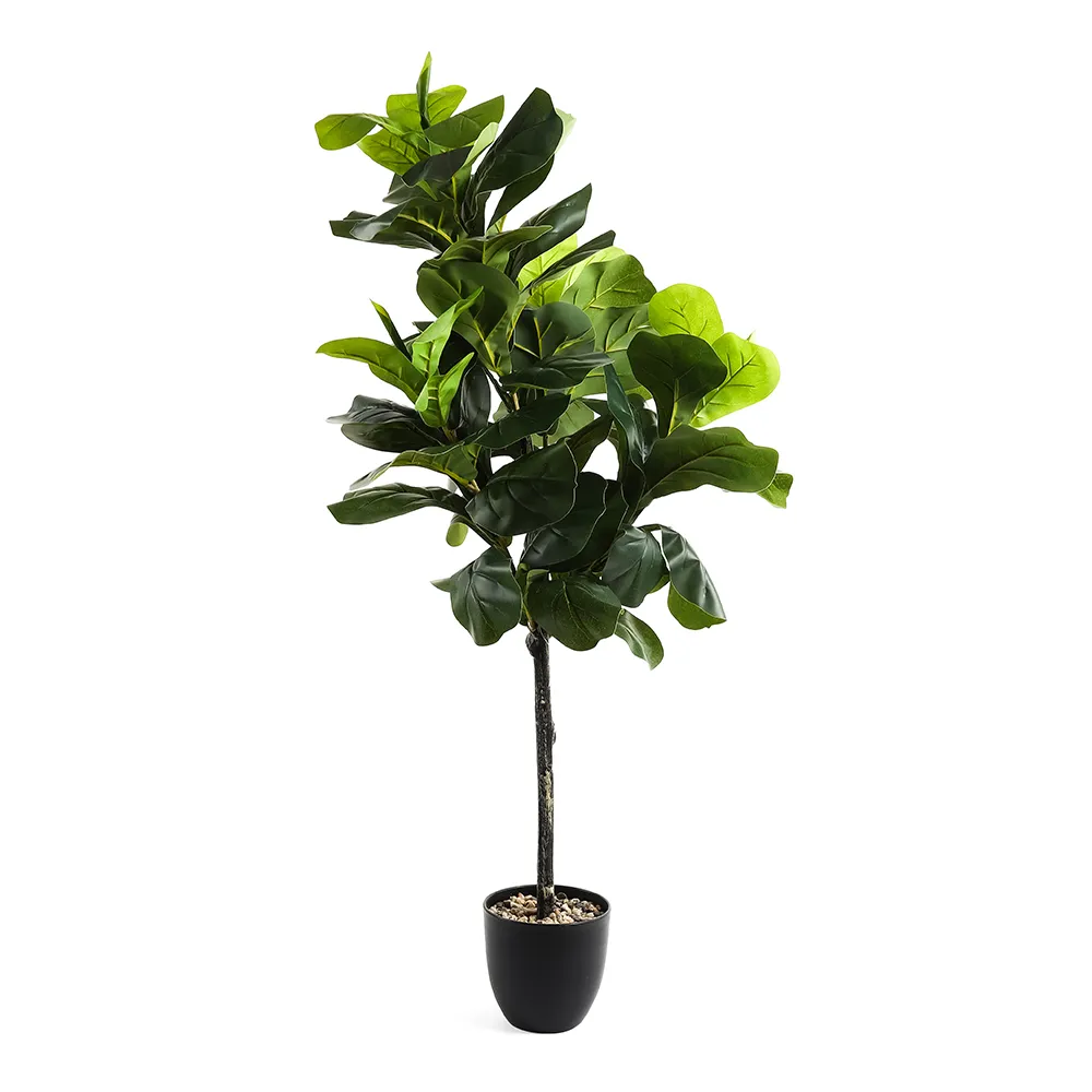 درختچه‌ی تزئینی Fidora