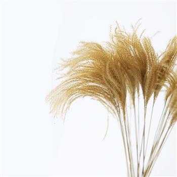 ariana natural dried flowers