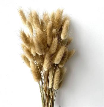 گل خشک rabbit tail
