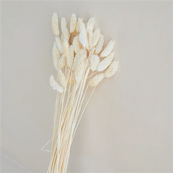 گل خشک phalaris