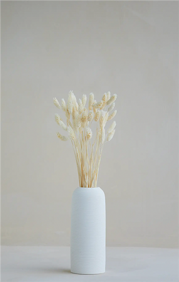 گل خشک phalaris