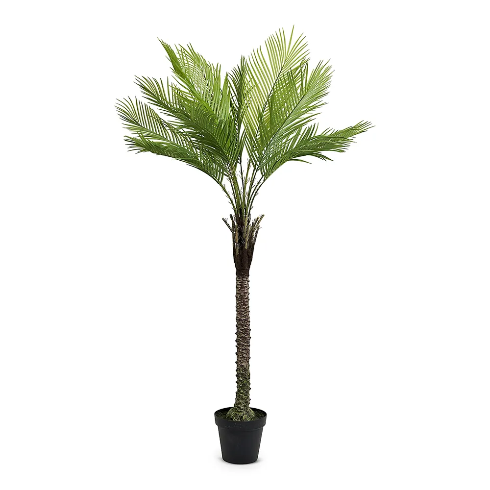 نخل تزیینی مدل Palora