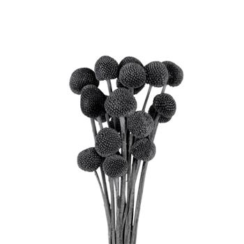 noira natural dried limonium