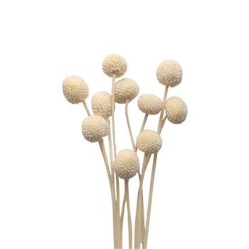 ivory natural dried limonium